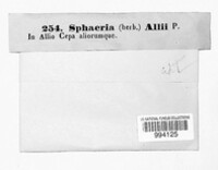 Stemphylium vesicarium image